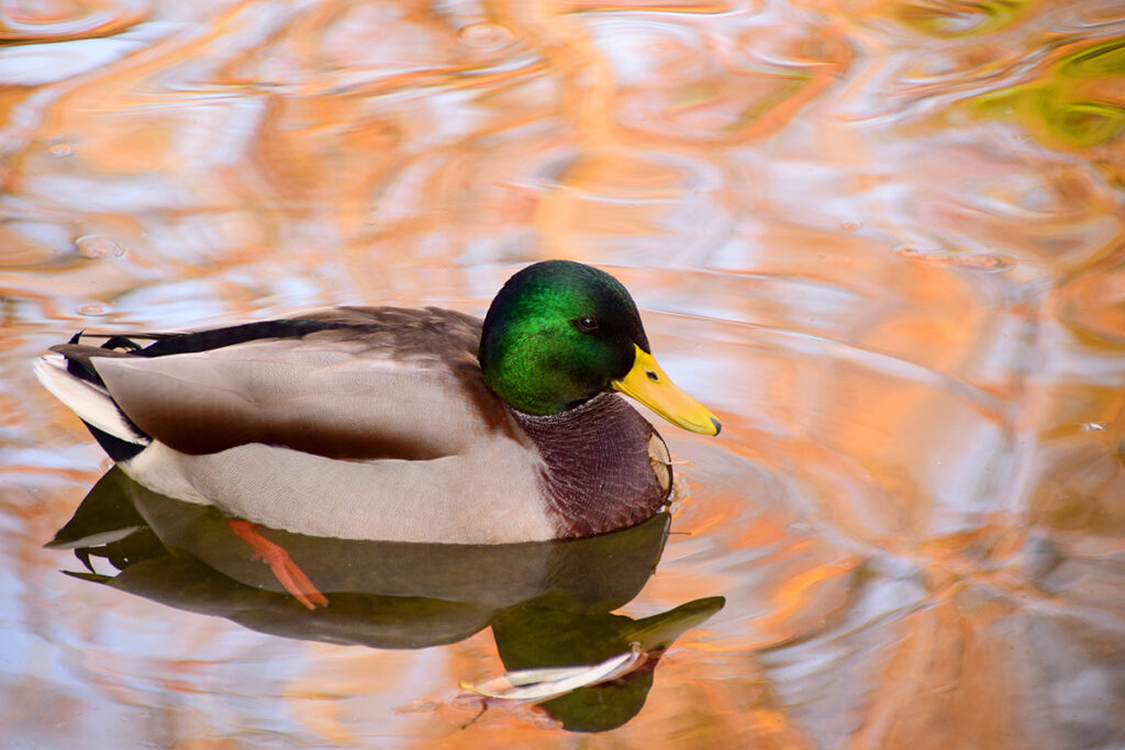 7 Cara Efektif Menangani Duck Syndrome