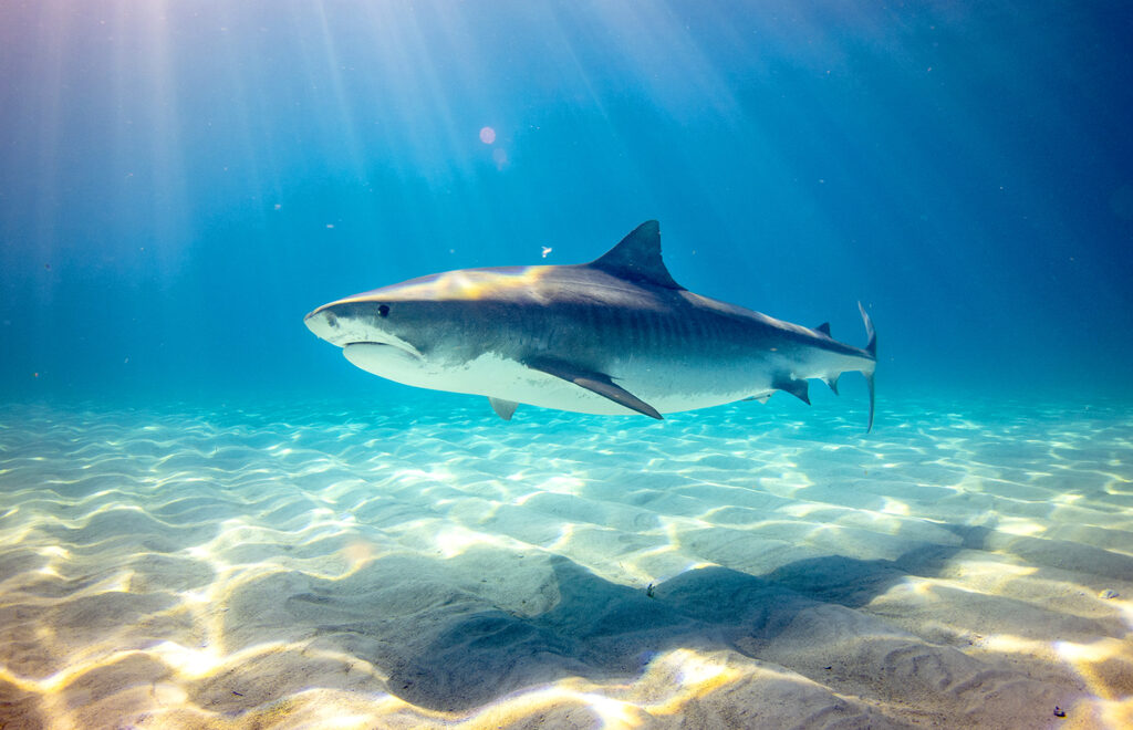 Fakta Menarik Ikan Hiu: Si Puncak Rantai Makanan di Lautan