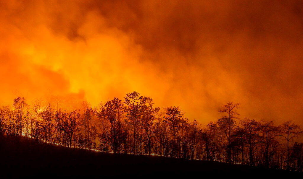 Inilah 5 Kebakaran Hutan Paling Mematikan Sepanjang Sejarah Dunia